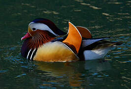 Mandarin Duck