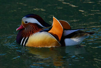 Canard mandarin