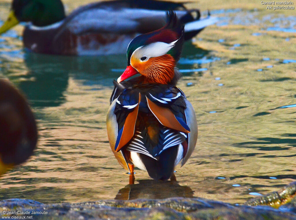 Canard mandarin mâle adulte