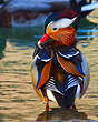 Canard mandarin