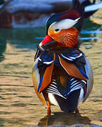 Mandarin Duck