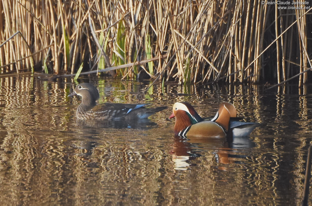 Canard mandarinadulte