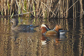 Mandarin Duck