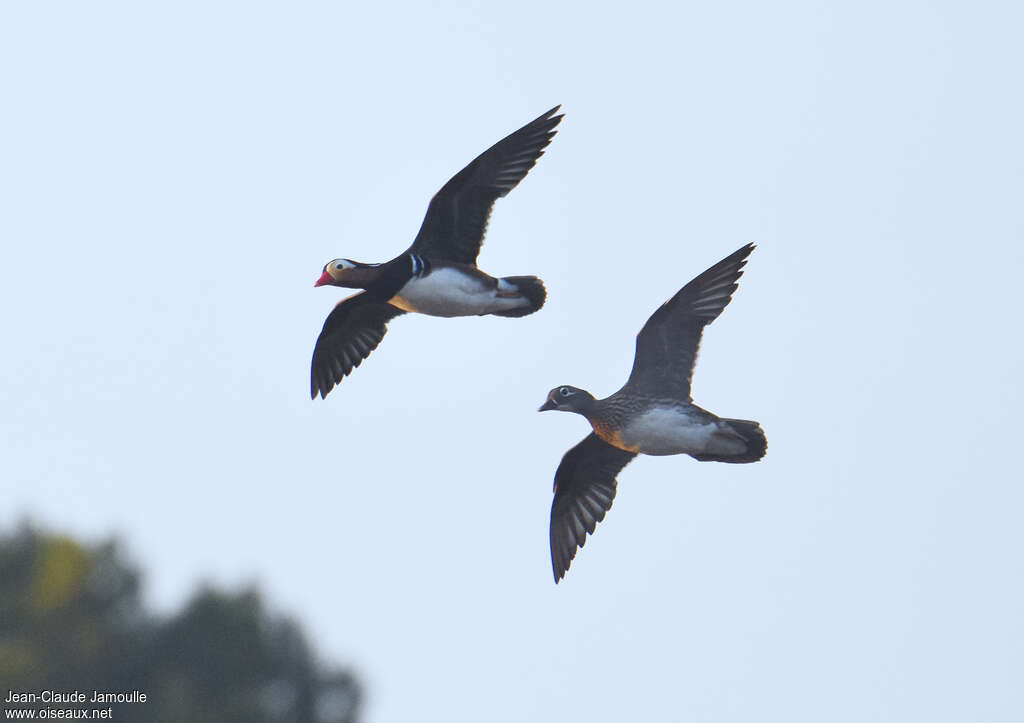 Canard mandarinadulte, Vol