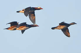 Mandarin Duck