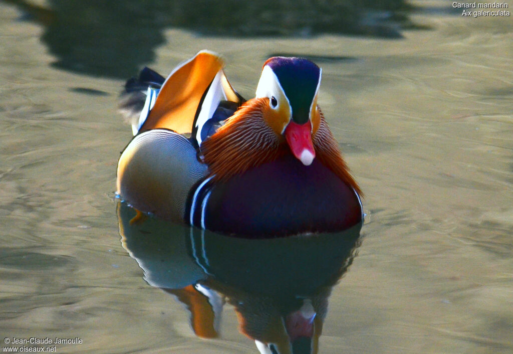 Canard mandarin mâle adulte, Comportement