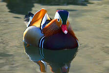 Canard mandarin