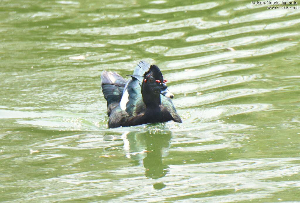 Canard musqué