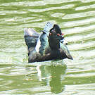Canard musqué