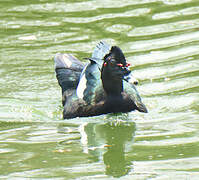 Muscovy Duck