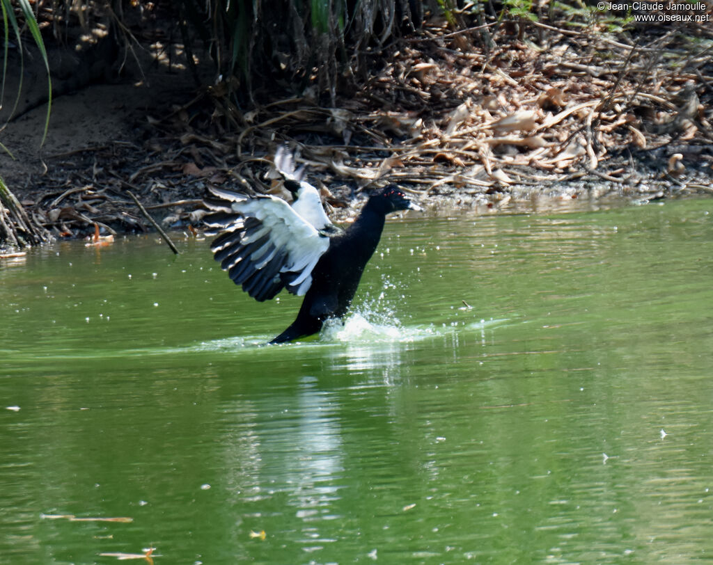 Canard musqué