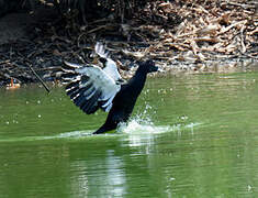 Canard musqué