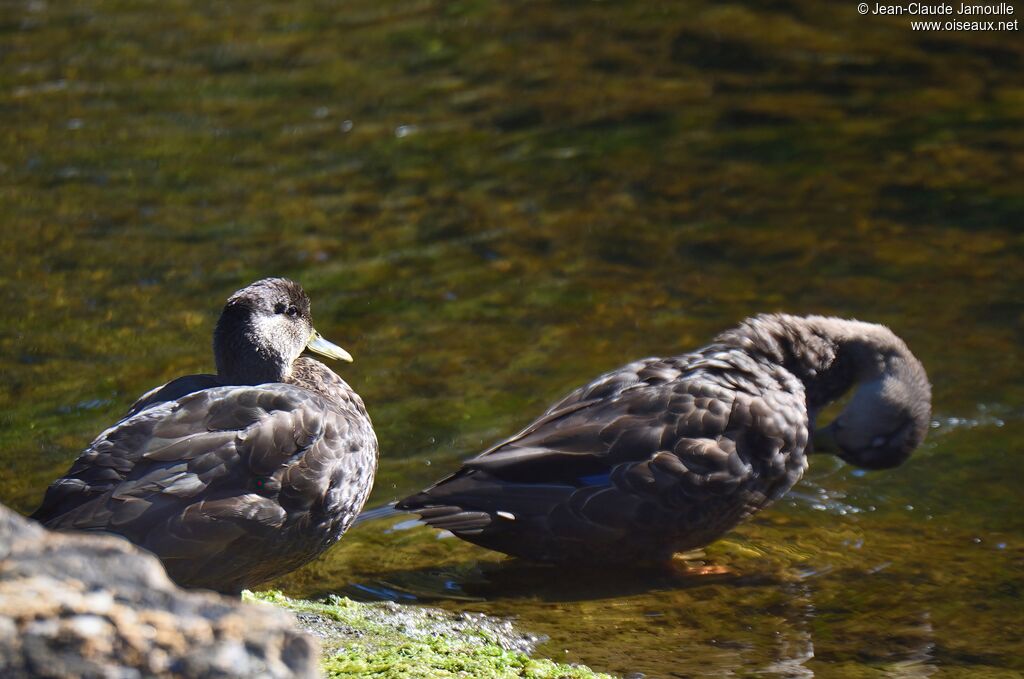 Canard noiradulte