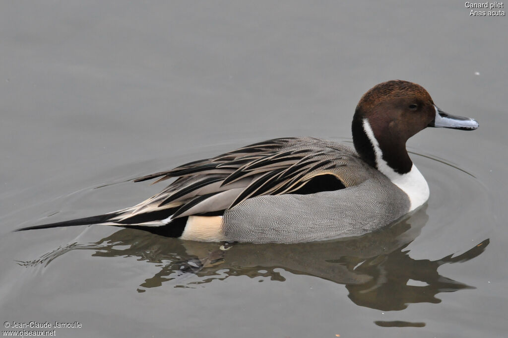 Canard pilet mâle adulte