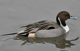 Northern Pintail