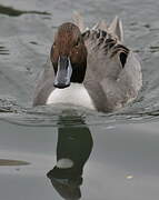 Northern Pintail