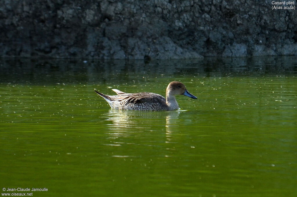 Northern Pintailadult post breeding