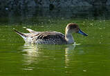 Canard pilet