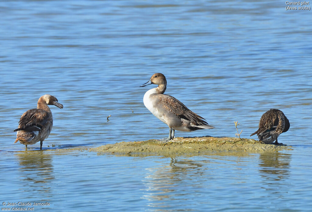 Canard pilet mâle