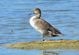 Northern Pintail