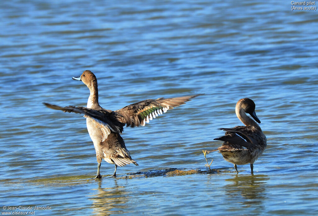 Northern Pintail male