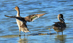 Canard pilet