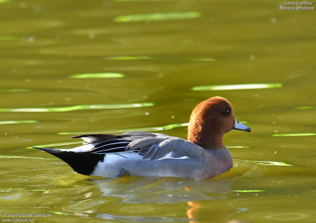 Canard siffleur mâle adulte, Comportement