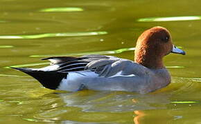 Eurasian Wigeon