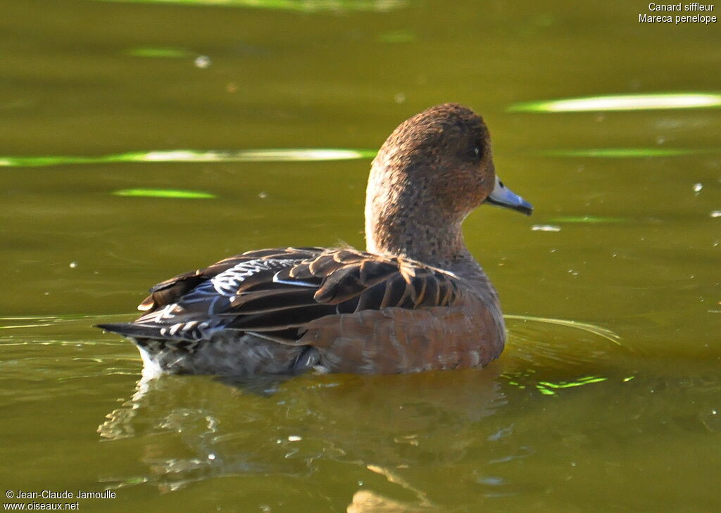 Canard siffleur femelle adulte