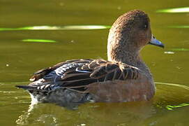 Eurasian Wigeon