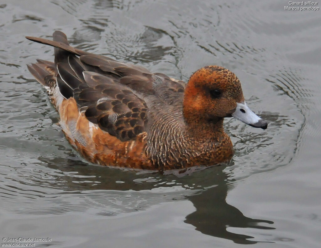 Canard siffleur