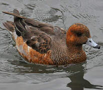 Eurasian Wigeon