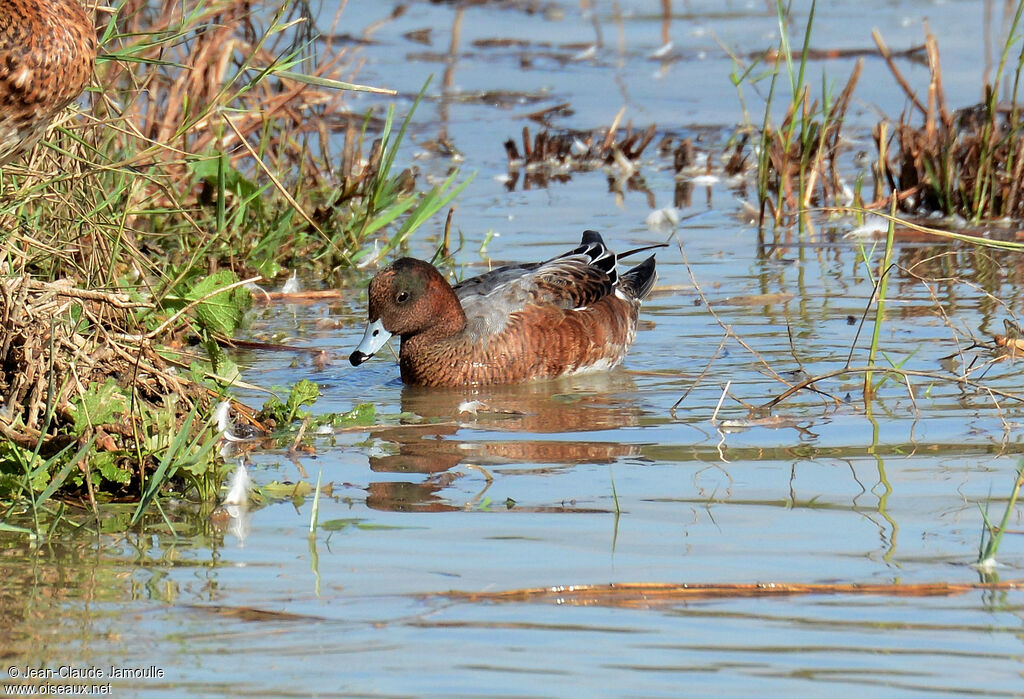 Canard siffleur