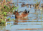 Canard siffleur