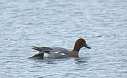 Canard siffleur