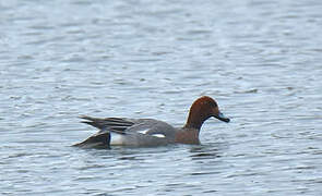 Canard siffleur