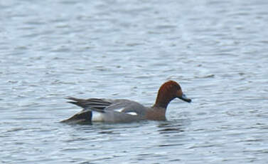 Canard siffleur