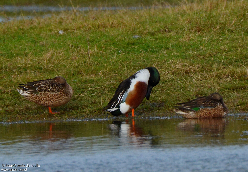 Canard souchet , Comportement