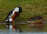 Canard souchet