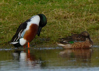 Canard souchet