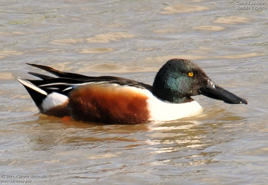 Canard souchet, Comportement