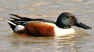 Northern Shoveler