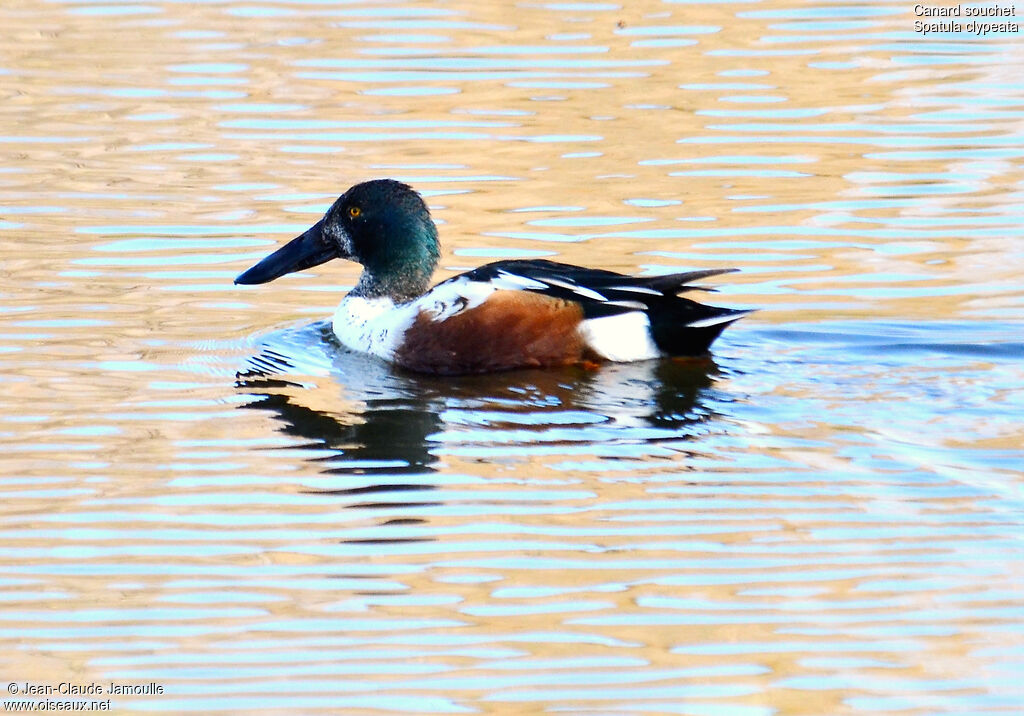 Canard souchet mâle adulte