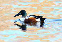 Northern Shoveler