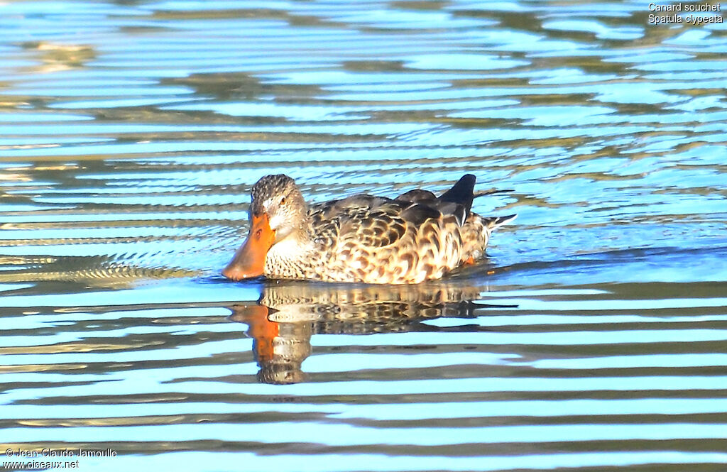 Canard souchet femelle