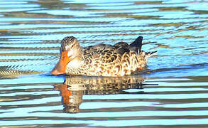 Canard souchet