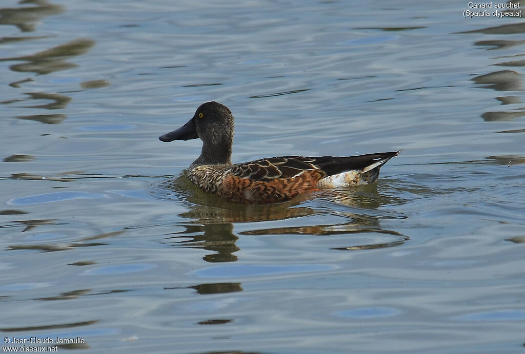 Canard souchetadulte internuptial