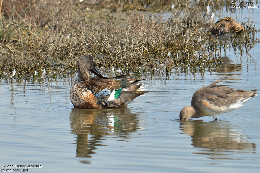 Northern Shoveler male, Behaviour