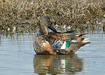 Canard souchet