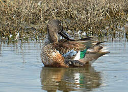 Northern Shoveler